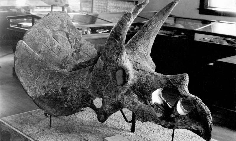 Illustration for article titled Everything you need to know about the scientific controversy that could change Triceratops forever
